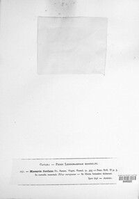 Splanchnonema foedans image